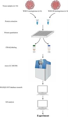 A Nicotinamide Phosphoribosyltransferase Inhibitor, FK866, Suppresses the Growth of Anaplastic Meningiomas and Inhibits Immune Checkpoint Expression by Regulating STAT1